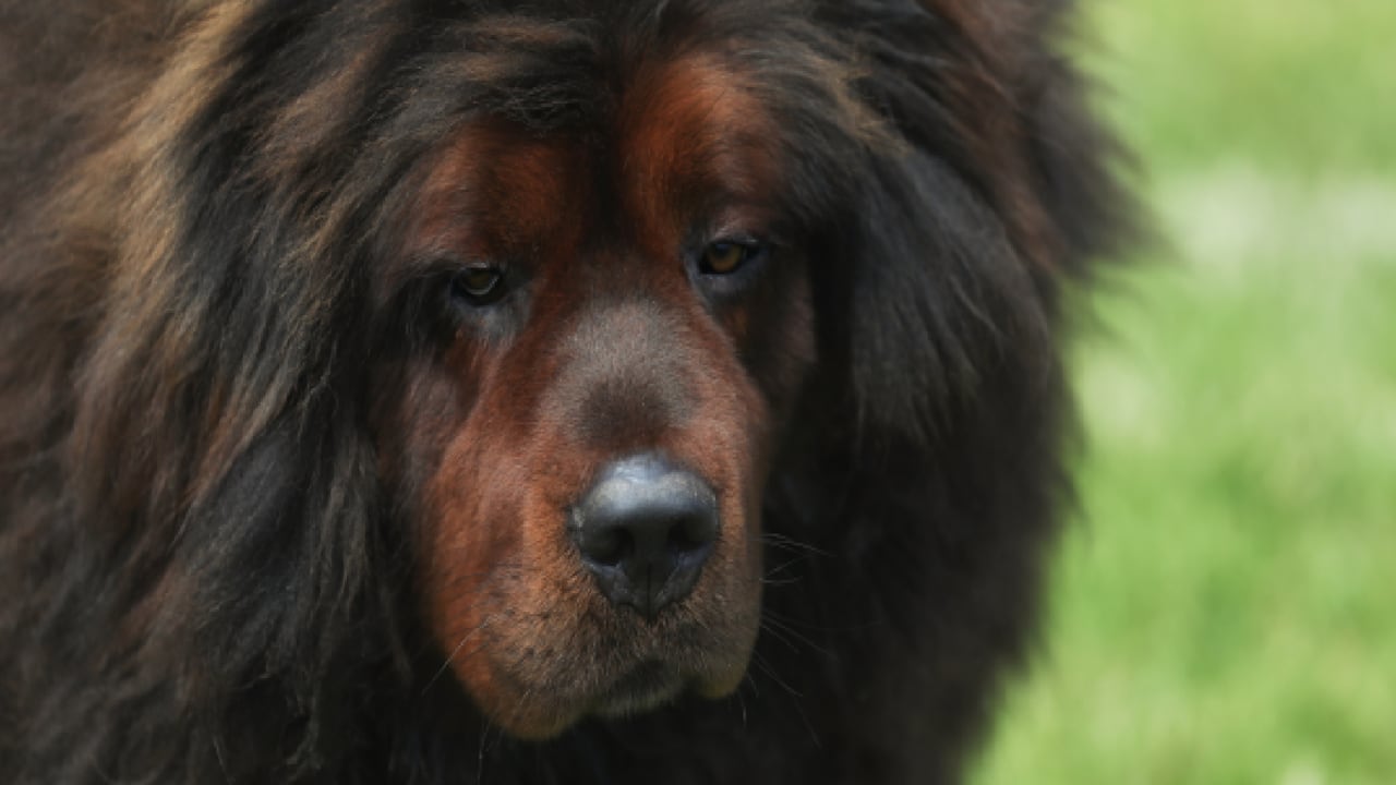 Familia adoptó un oso creyendo que era un ejemplar de mastín tibetano.