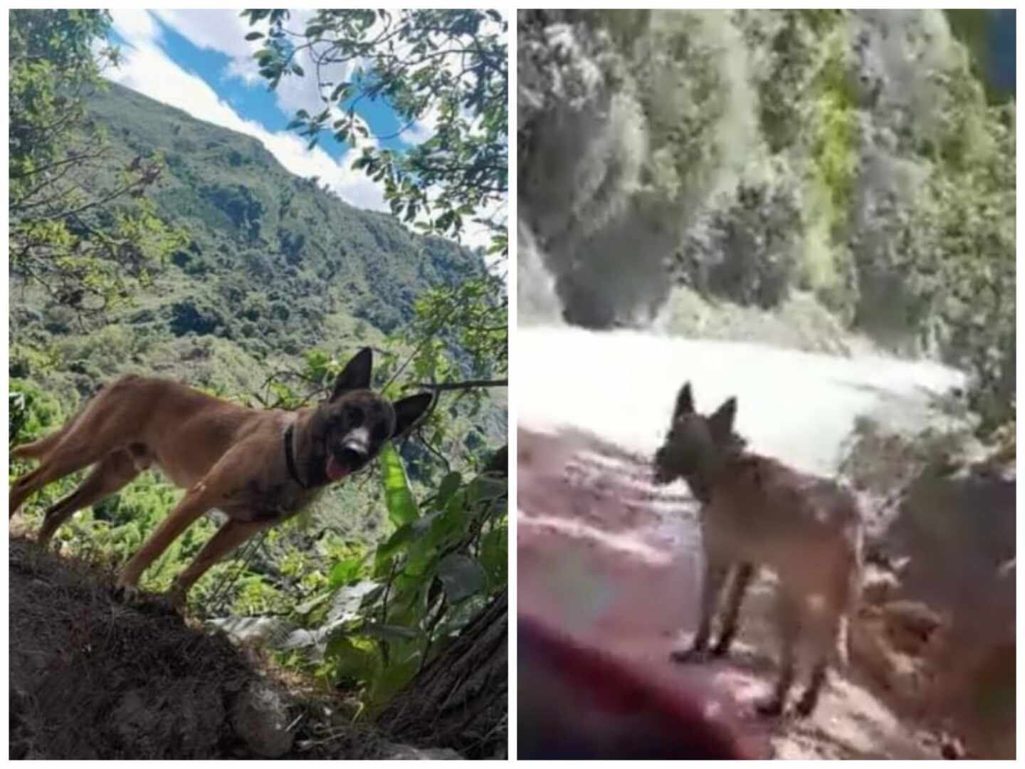 Wilson se perdió desde el pasado 6 de junio.