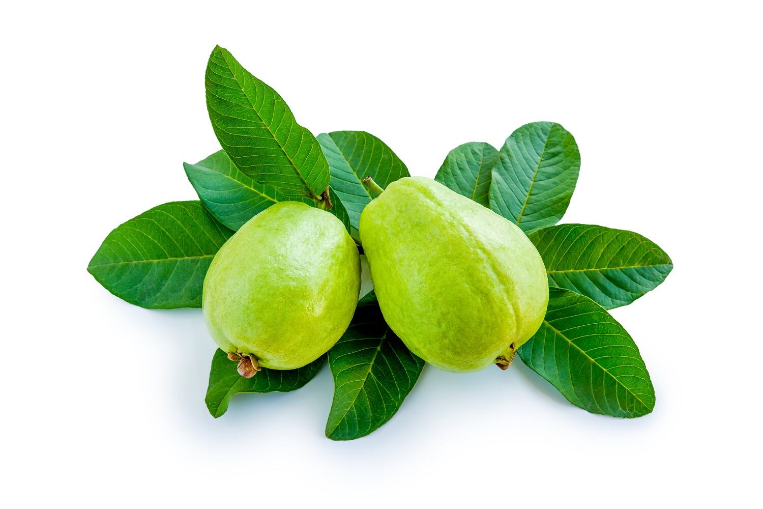 Hojas de guayaba