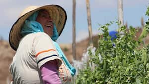 Especial Norte de Santander, Desarrollo Agropecuario