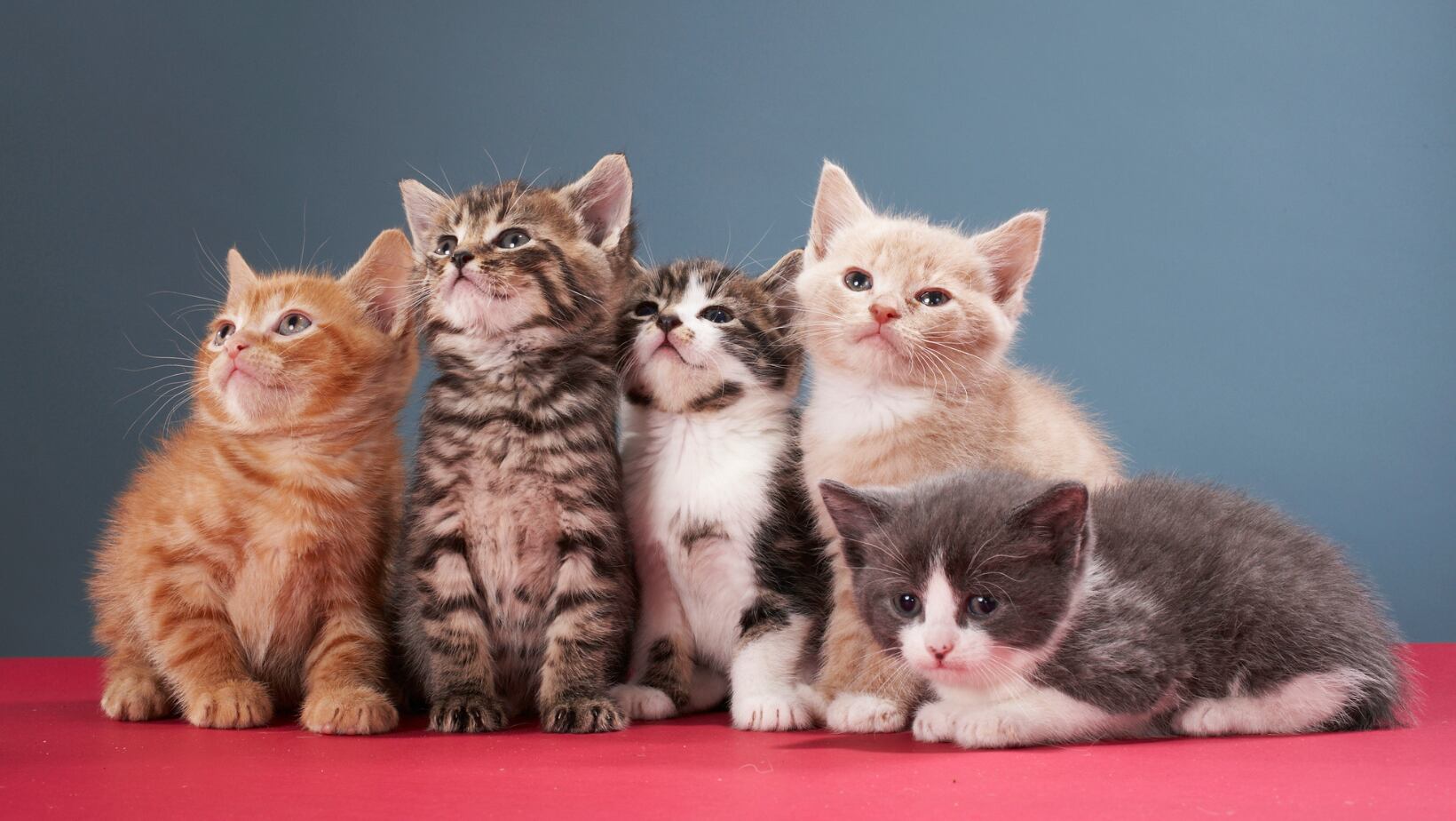 ¿Se quiere ir del país? El sueldazo que pagan por cuidar gatos en Canadá