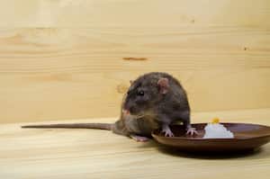 Las ratas y ratones pueden contaminar los alimentos y causar enfermedades.