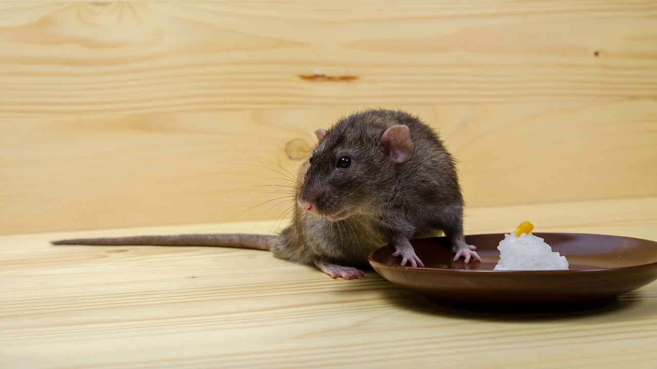 Las ratas y ratones pueden contaminar los alimentos y causar enfermedades.