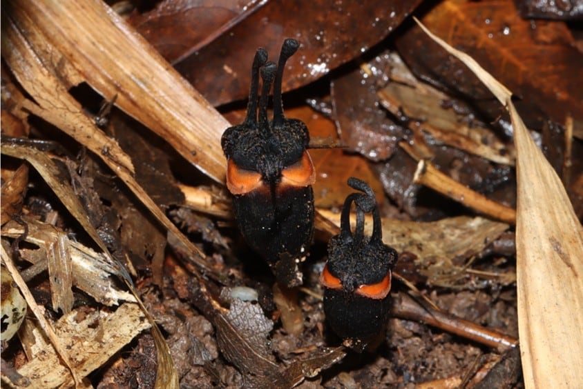 Hallan una nueva especie con aspecto de ojos y cuernos en un bosque de Tailandia.