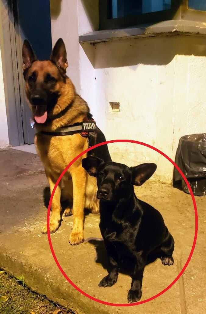 Negro, que desde hace dos años había sido adoptado por los uniformados del CAI perteneciente al barrio Alfonso Bonilla Aragón de la ciudad de Cali