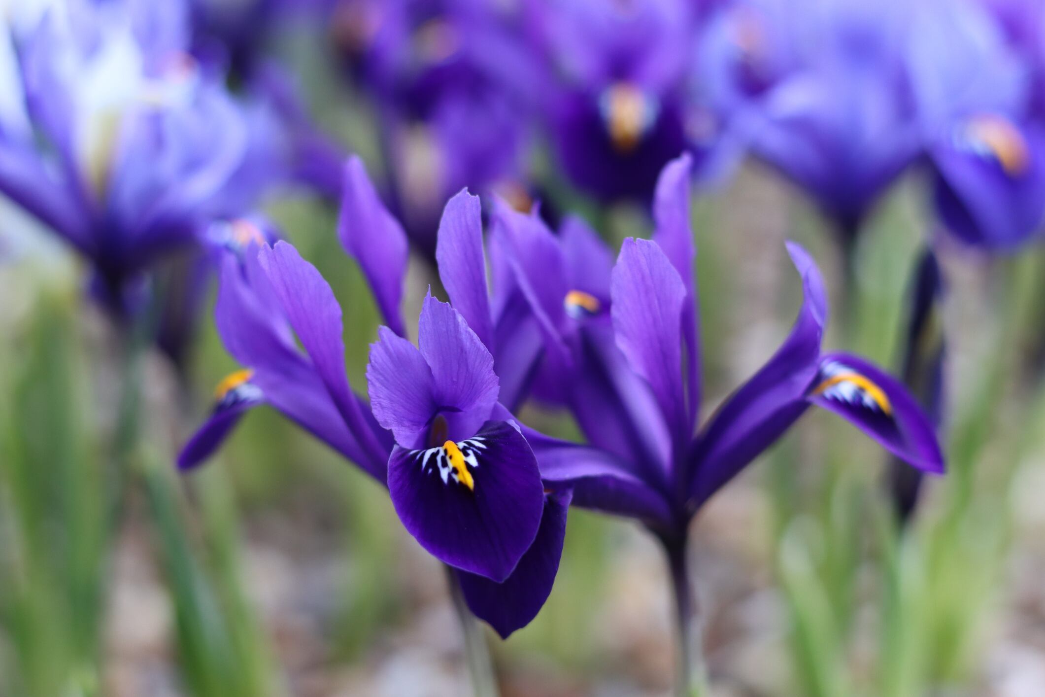 Descubra cómo las flores contemporáneas están dando forma a nuevas tendencias en la decoración navideña.