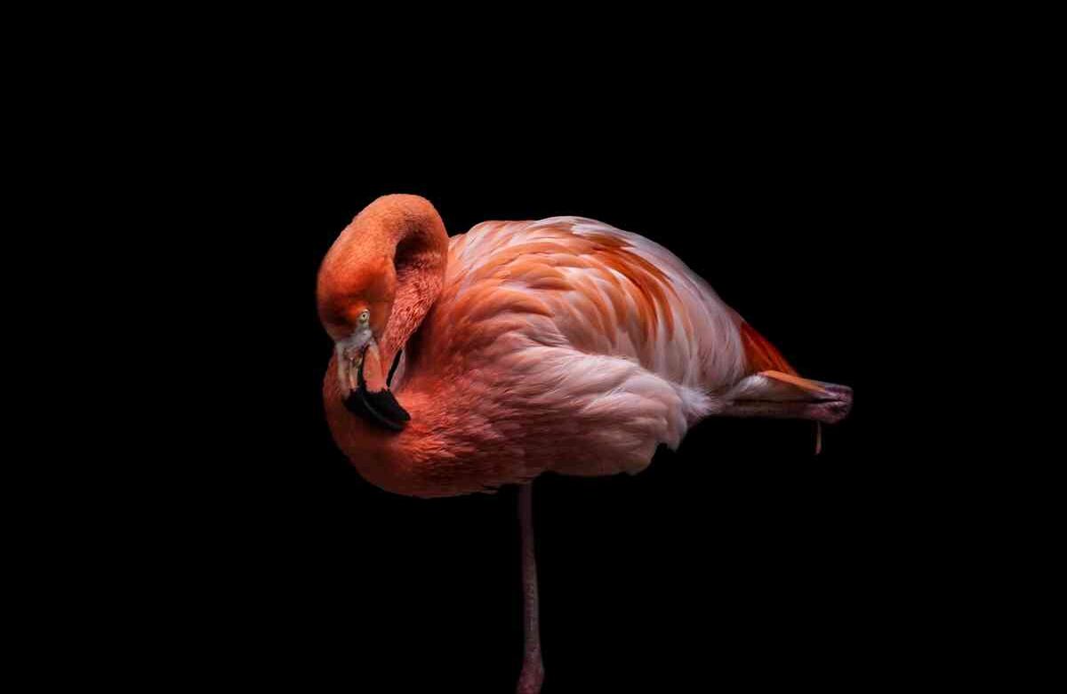 Un Flamenco Rosado (Phoenicopterus Ruber) rescatado de tráfico ilegal, vive en la Fundación Santa Cruz en San Antonio, Cundinamarca, Colombia, el 2 de agosto de, 2019. Foto: Juancho Torres