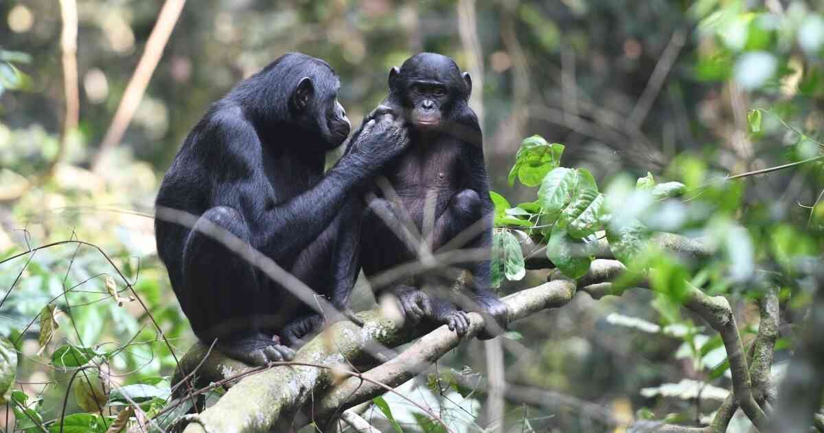 La chimpancé estaba en un santuario durante su brutal asesinato. Foto: MARTIN SURBECK/AFP