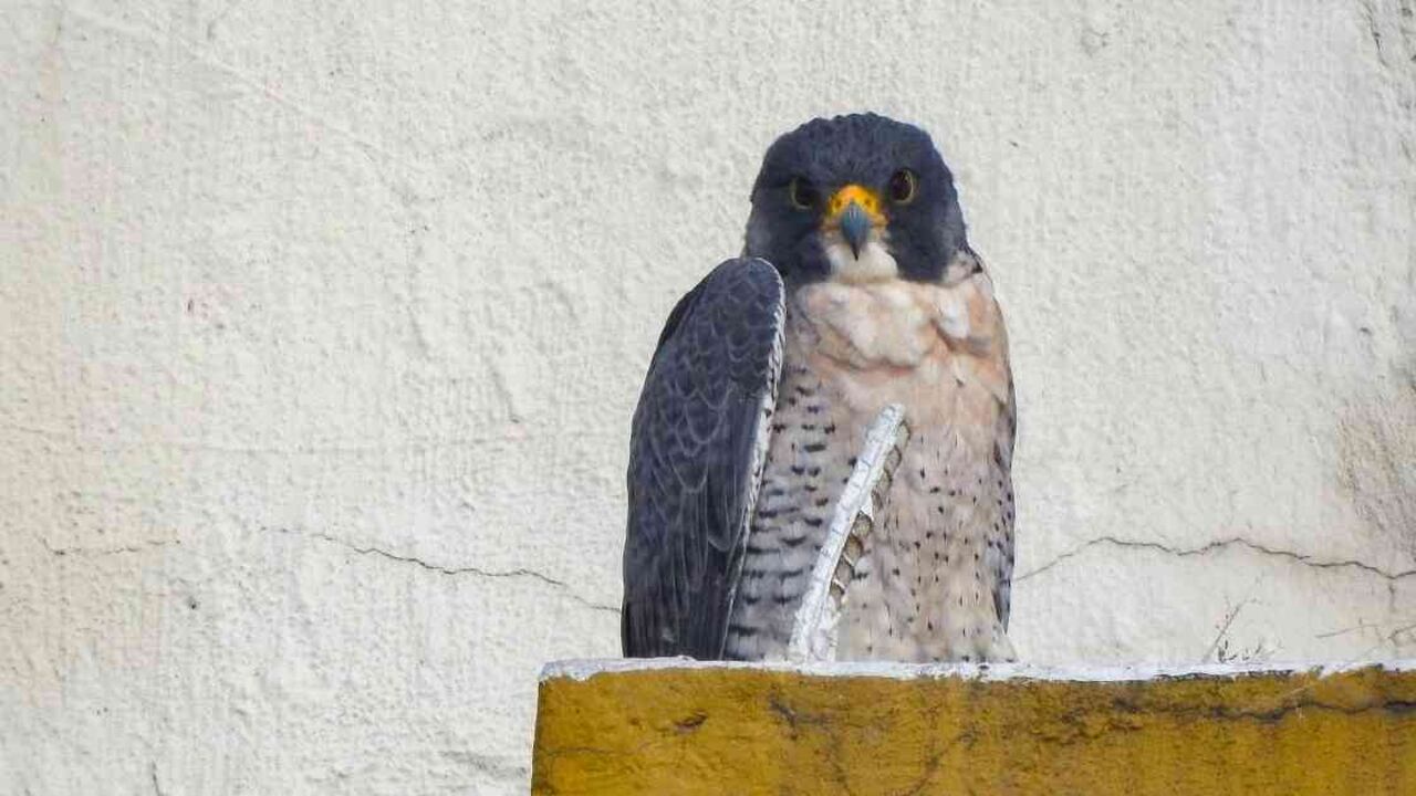 10 especies de aves rapaces visitan Colombia en sus rutas migratorias. Foto: Parque Jaime Duque.