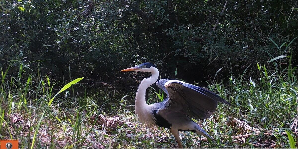 Reserva Natural de la Sociedad Civil O2 Reserve