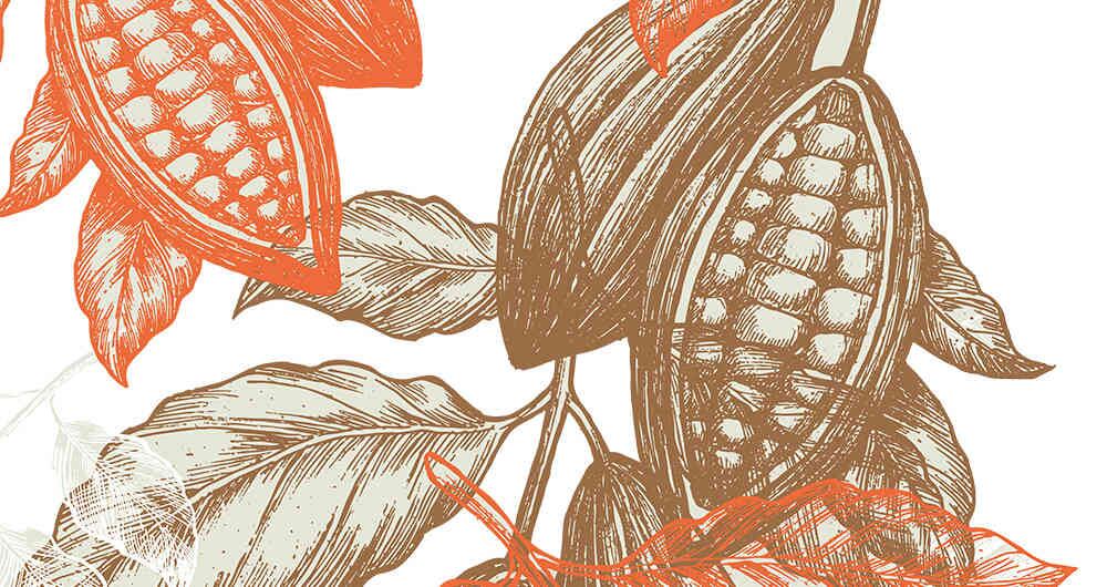 La mayoría del cacao de origen de la sierra es blanco, es decir, de alta calidad. Solo el 0,25 por ciento de la producción mundial tiene esta característica.