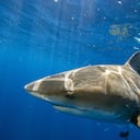 El tiburón atacó al turista en una isla del pacífico