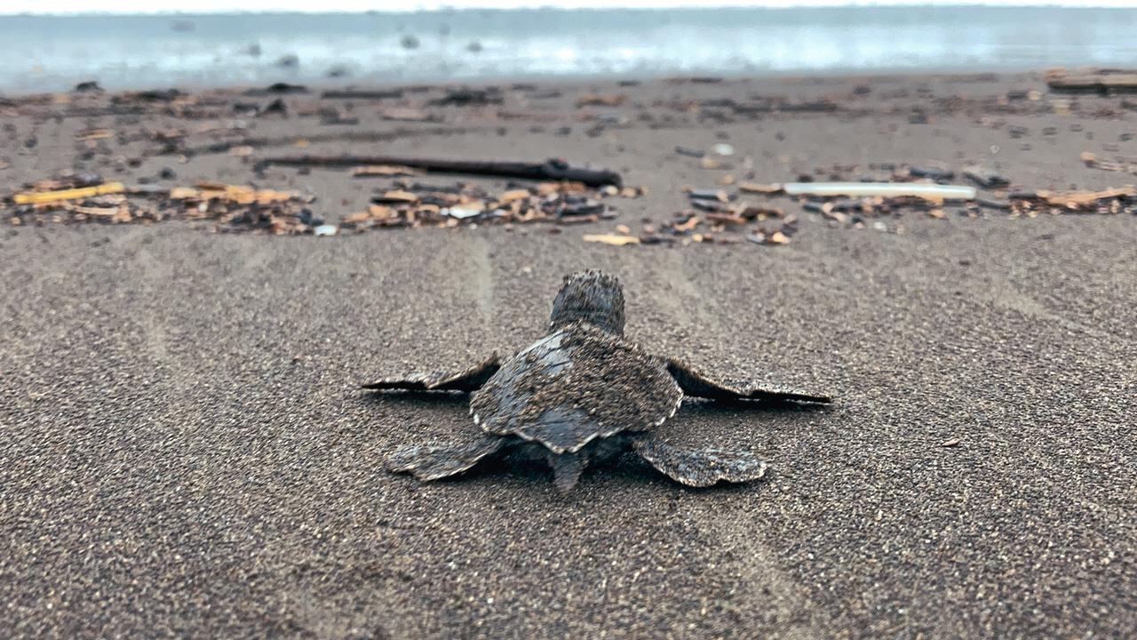 La familia denuncia a las personas que aún consumen, comercializan o compran huevos u objetos derivados de las tortugas.