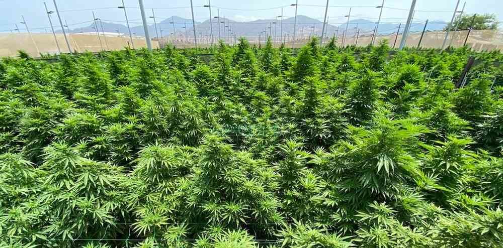 La industria del cannabis medicinal continúa funcionando a pesar de la pandemia.