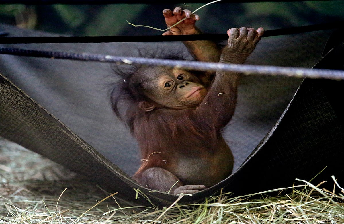 Tuah es un orangután de cinco meses de nacido que observa el Edificio de las Aves del Zoológico Hogle, en Utah, Estados Unidos. (AP) 