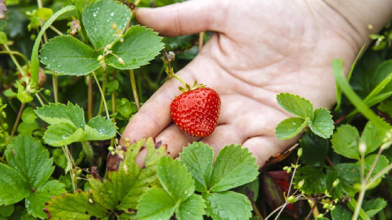 Las fresas contienen un 90 % de agua.