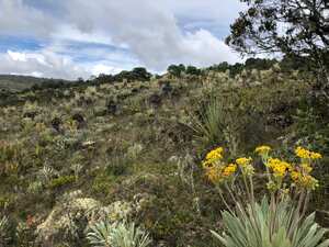 El equipo de la reserva Guajinasié estará encargado de monitorear el crecimiento de estos ejemplares.