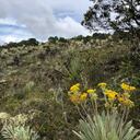 El equipo de la reserva Guajinasié estará encargado de monitorear el crecimiento de estos ejemplares.