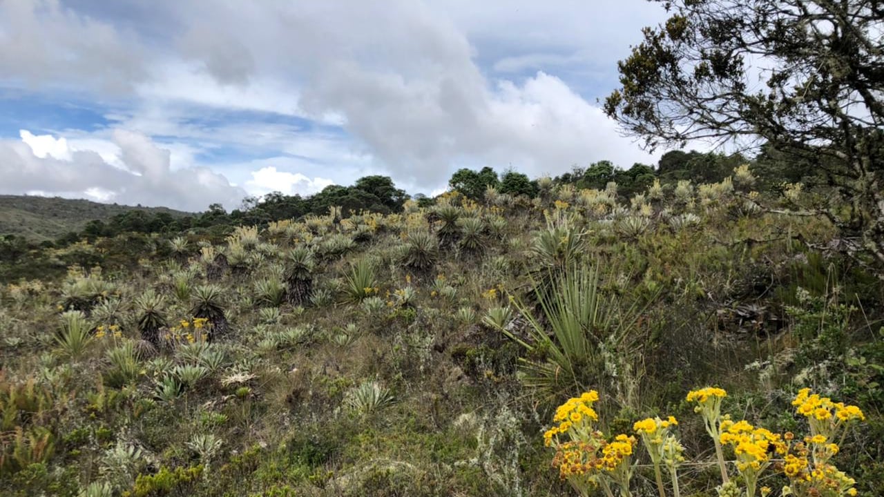 El equipo de la reserva Guajinasié estará encargado de monitorear el crecimiento de estos ejemplares.