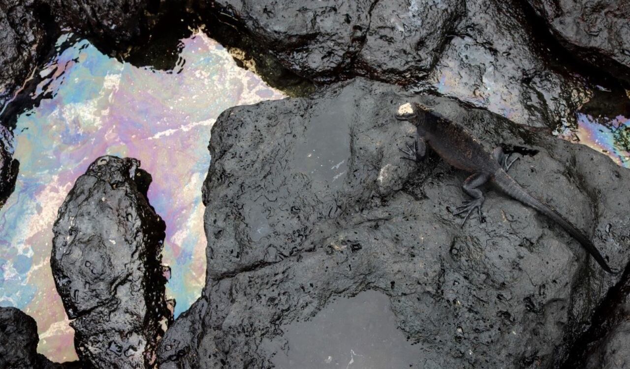 La fauna marina se ha visto afectada por el derramamiento de 2 mil galones de diesel en las Islas Galápagos