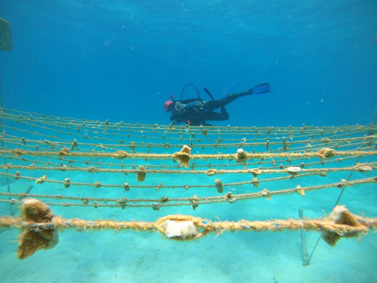 En un año de trabajo se han logrado cultivar 13.000 grupos de corales, también conocidos como colonias, y trasplantado 8.000 de ellas.