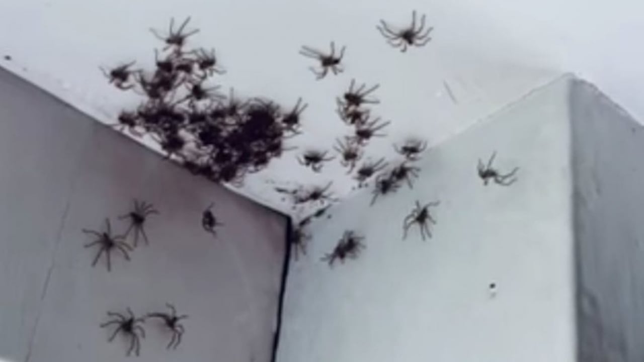 Arañas en Australia