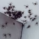 Arañas en Australia