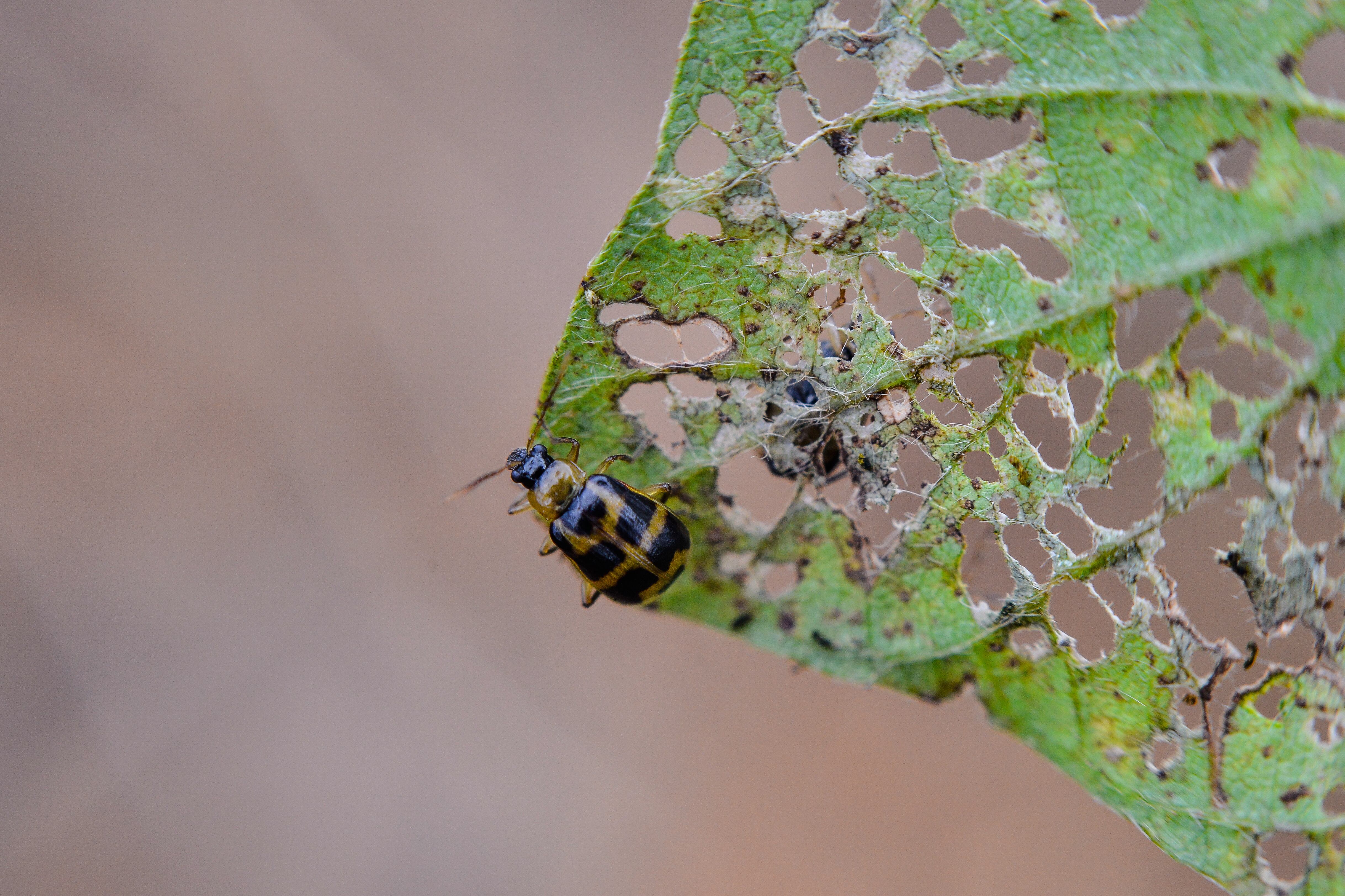 Las plagas pueden dañar por completo las plantas.