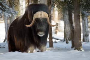 Alaska Musk Oxen