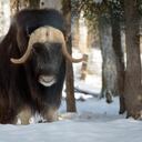 Alaska Musk Oxen