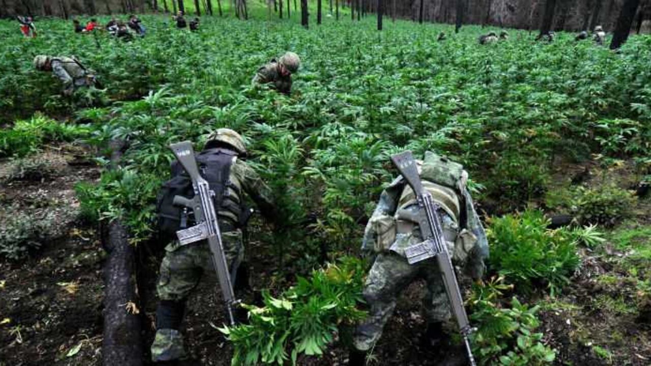 Agentes de la Policía Federal de México localizaron e inhabilitaron un predio acondicionado para el cultivo de marihuana "genéticamente modificada" en el municipio de Tlajomulco de Zúñiga,