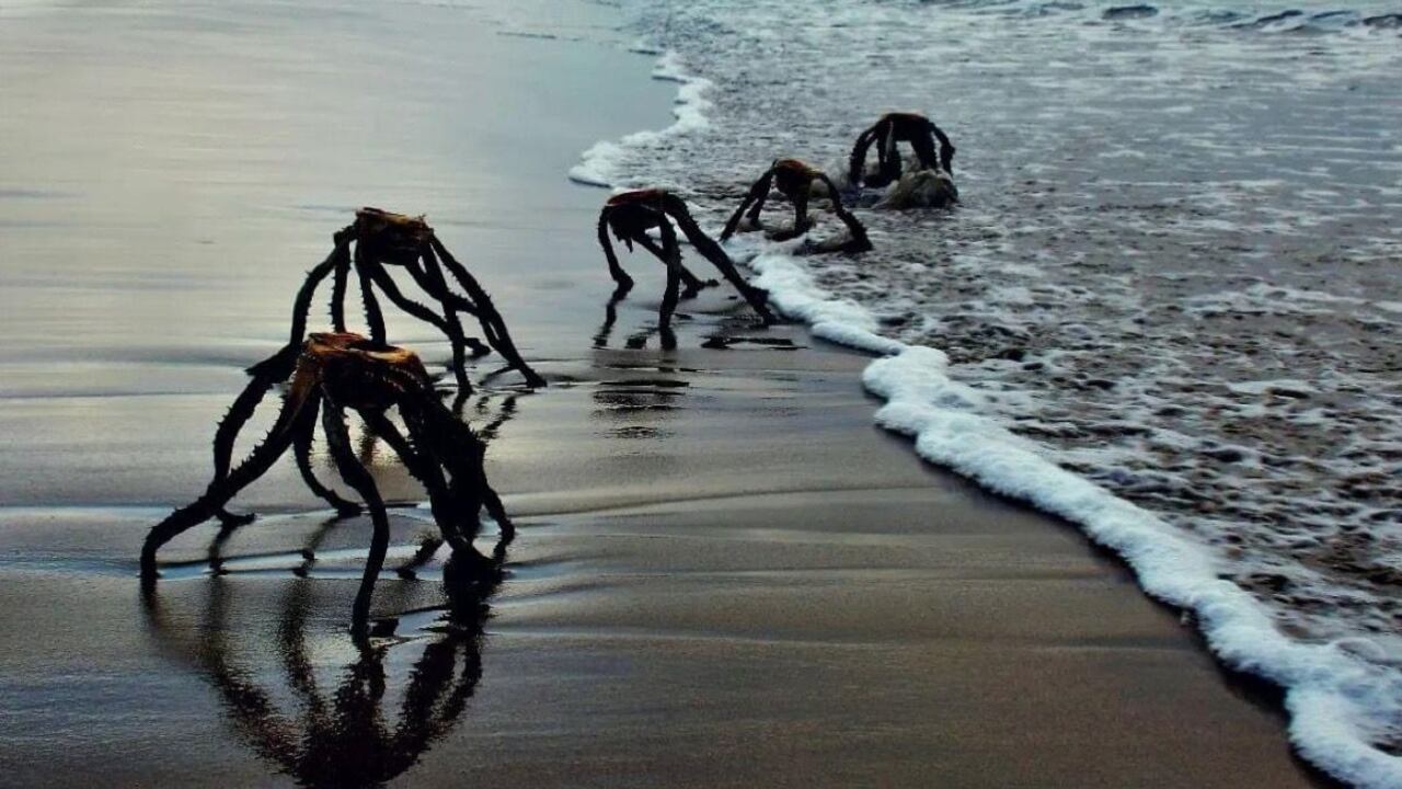 La curiosa imagen fue publicada en Facebook a finales del mes de noviembre por Jan Vorster, un hombre de 62 años.