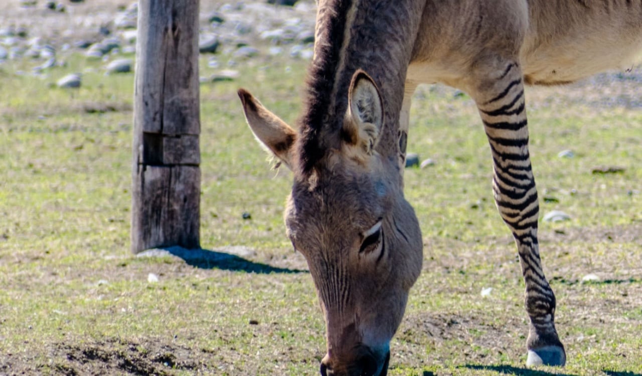 Así luce el cruce entre un burro y una cebra