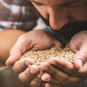 La cebada es uno de los cereales más conocidos.