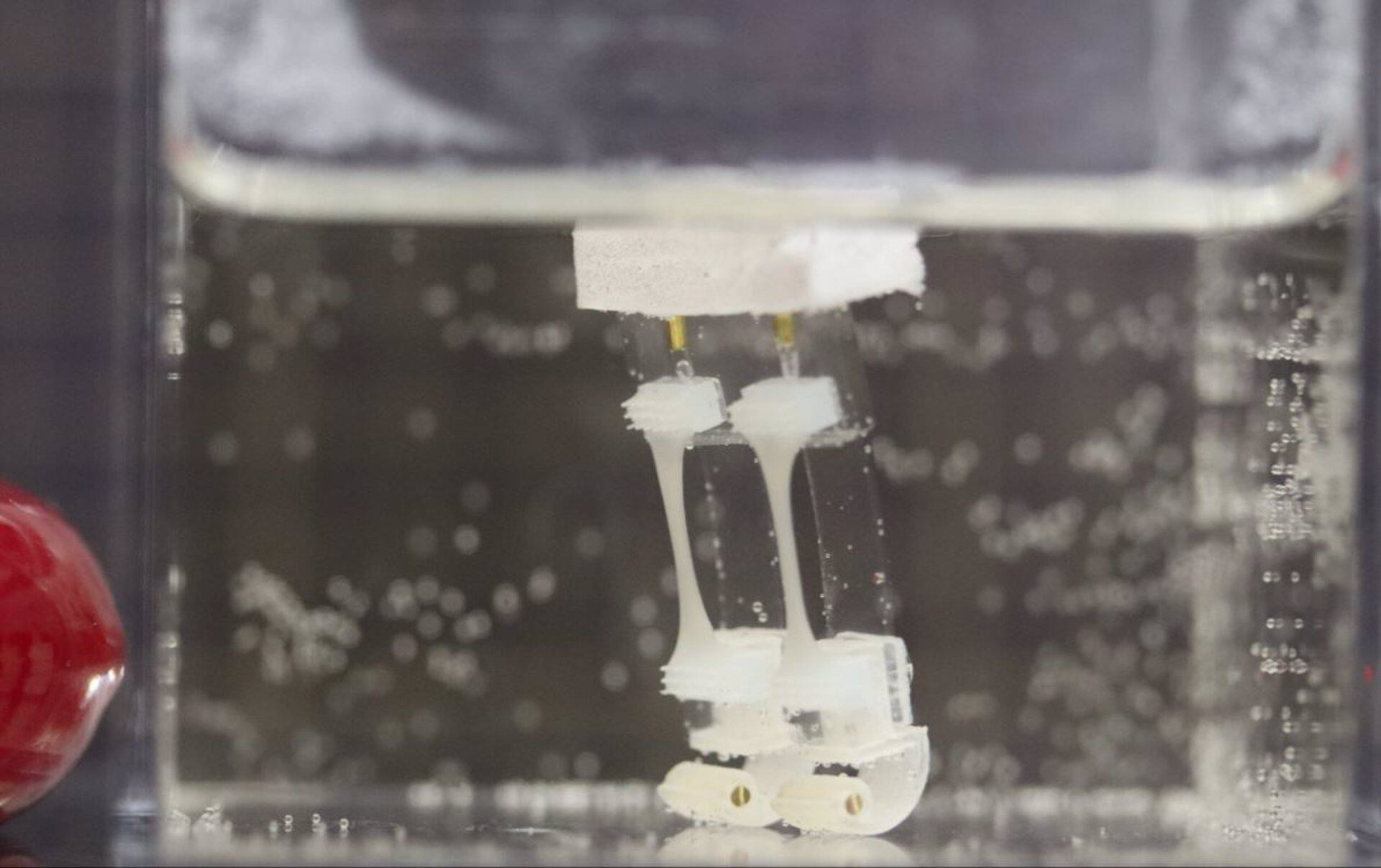 Investigadores de la universidad de Tokio crean un robot bípedo que se tiene tejido muscular sintético.