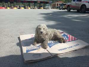 Los perros, también damnificados de la tragedia.