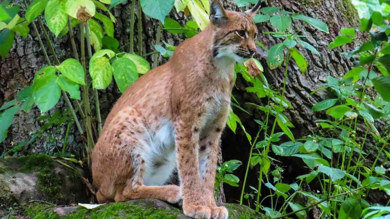 Los animales vertebrados son clave en los procesos de regeneración de los bosques. Foto: Pixabay