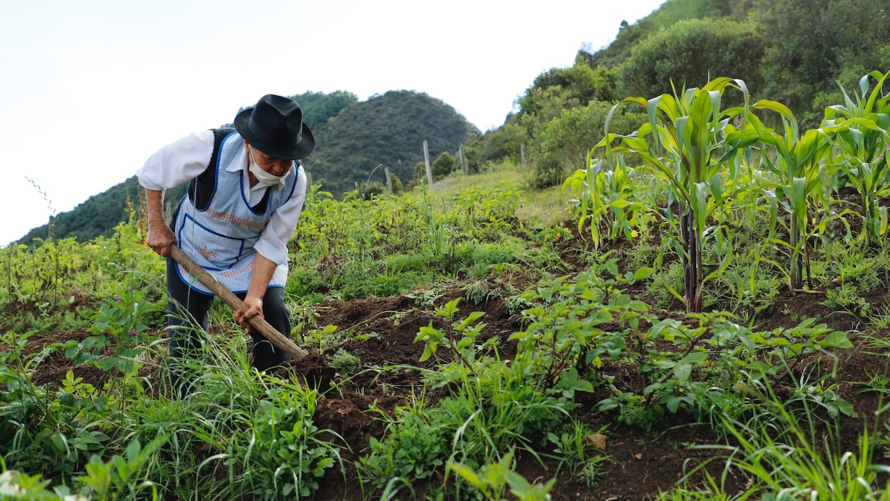 Con el inicio de las siembras del primer semestre, Acosemillas insiste en el uso de las buenas prácticas agrícolas