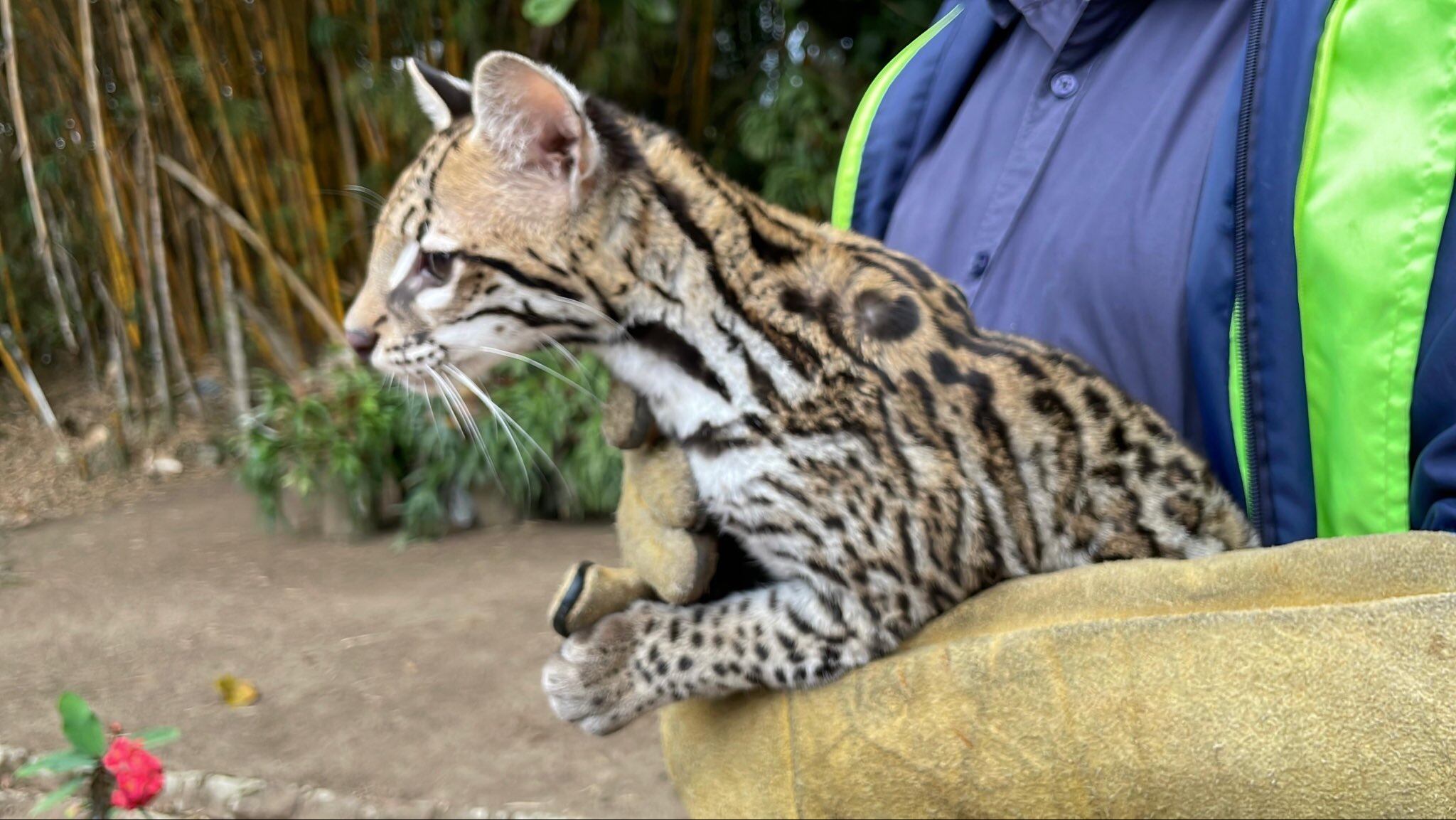 El ocelote es una de las siete especies de felinos que existen en Colombia.