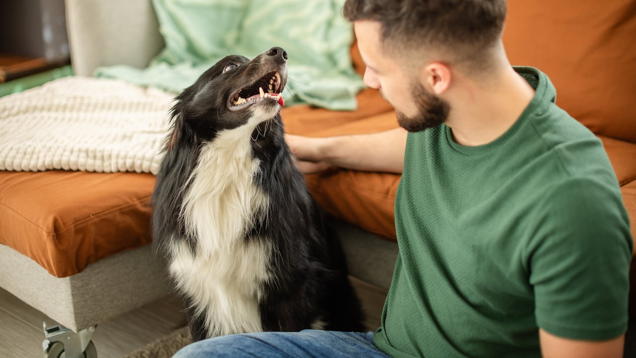 Los perros entienden algunas palabras.