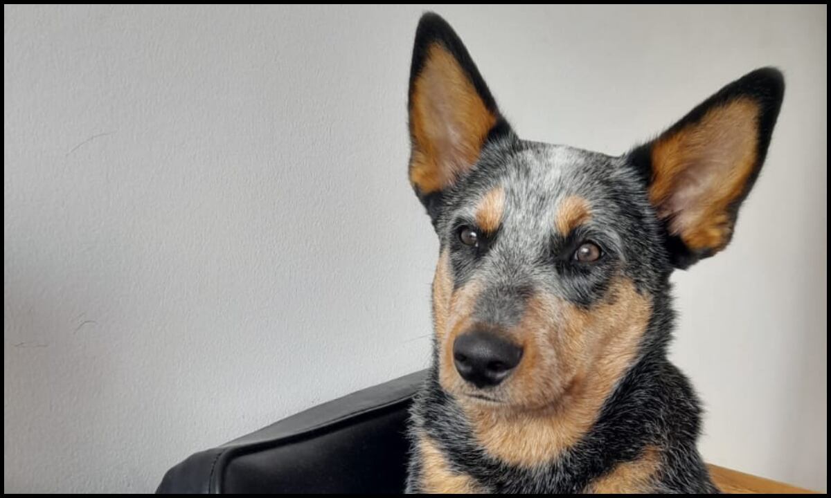 Shadow fue atropellado en Cedritos en Bogotá. El conductor se voló y no han dado con su paradero | Foto: Diego Bojacá