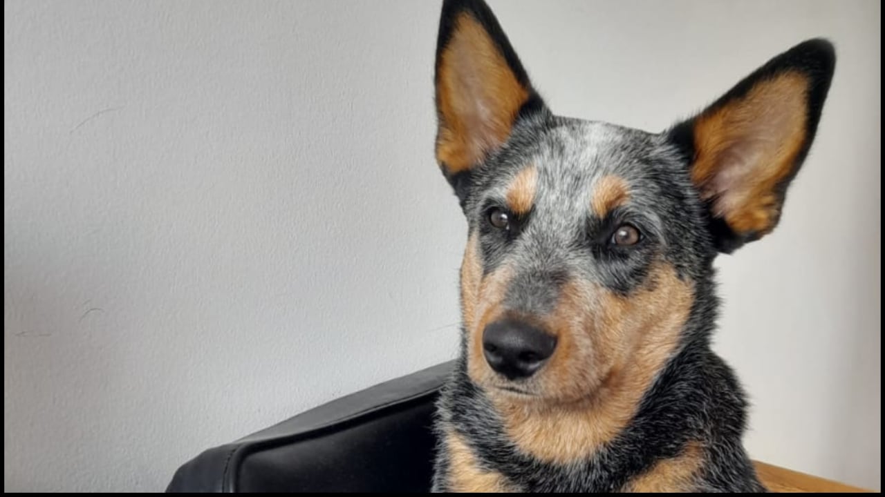 Shadow fue atropellado en Cedritos en Bogotá. El conductor se voló y no han dado con su paradero | Foto: Diego Bojacá