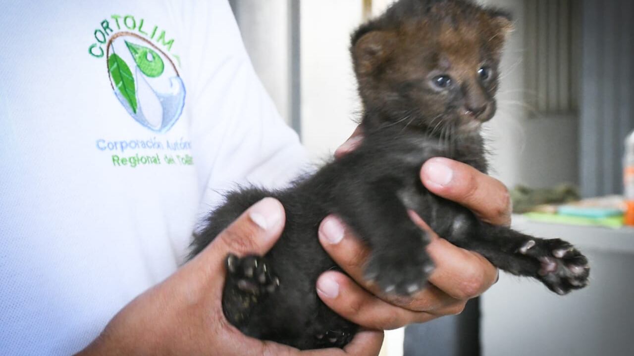 La extraña raza del felino es común en México