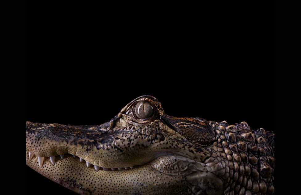 Este cocodrilo parece estar mirando fijamente a la cámara, aunque el fotógrafo no corrió ningún peligro: cada animal fue acompañado de sus cuidadores.
