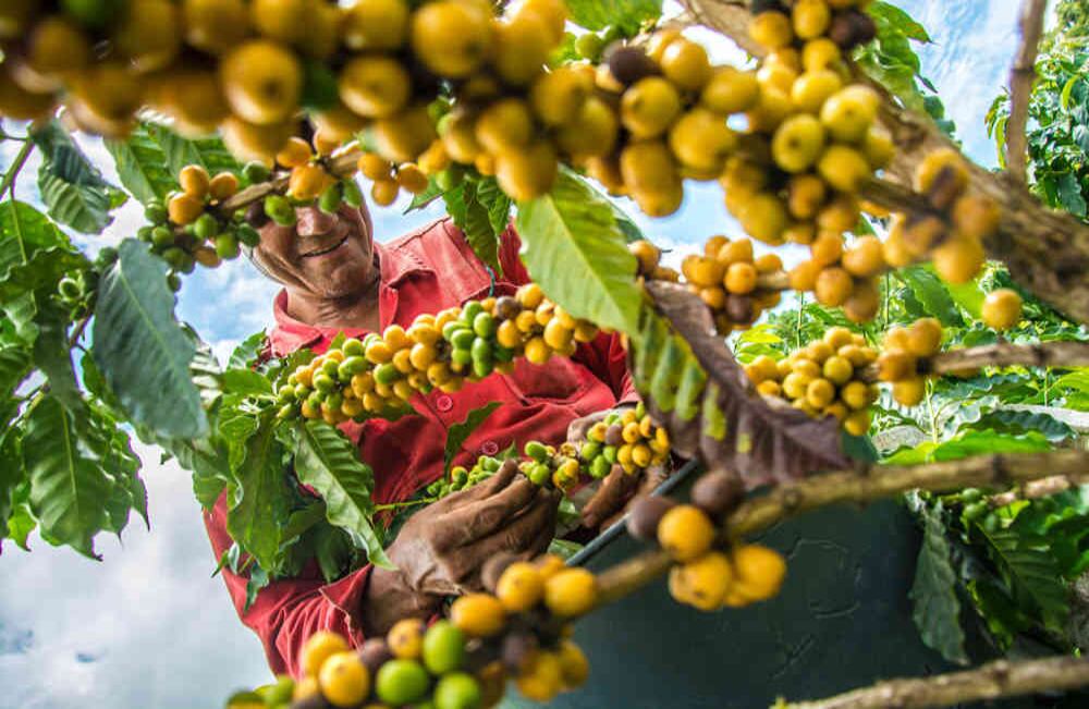 Cultivo de café en el Tolima. Este producto representó el 38% de las exportaciones en 2017. Foto: Jorge Serrato