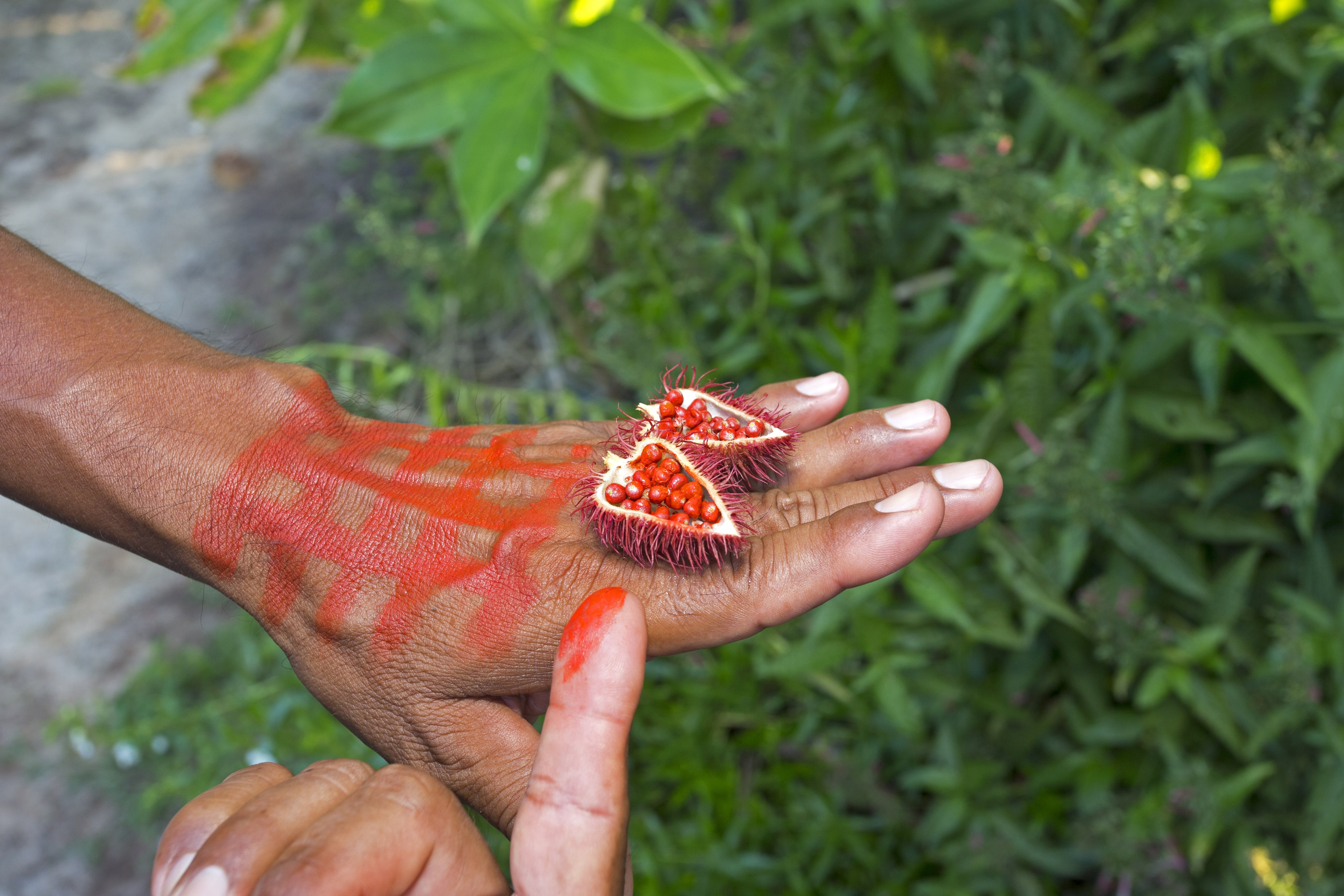 Integre el achiote en sus comidas, y disfrute de sus beneficios. Getty Images