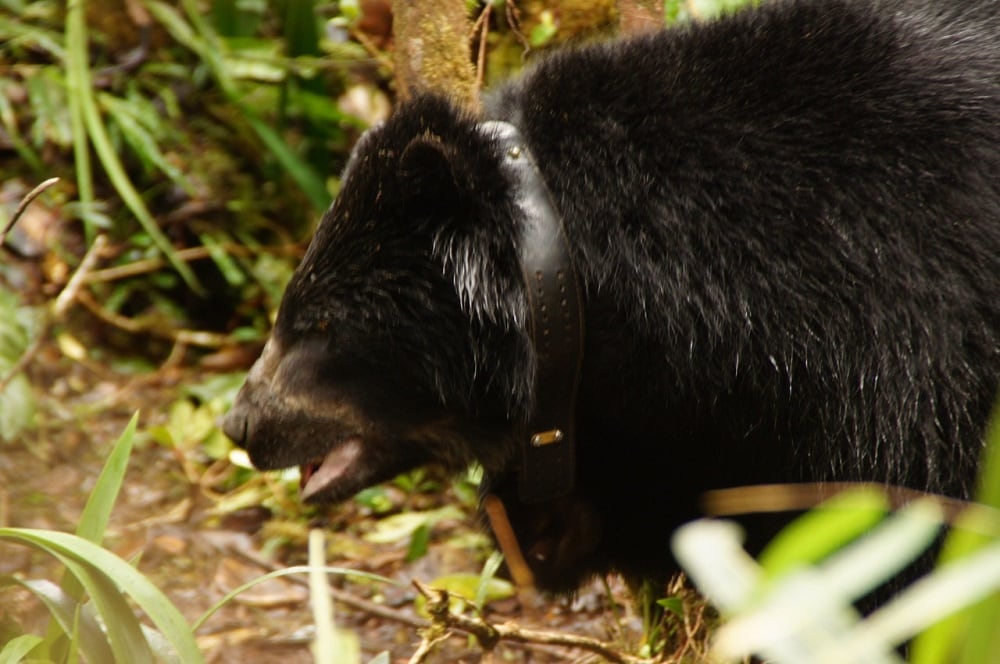 Oso de anteojos en Colombia al que se le puso GPS