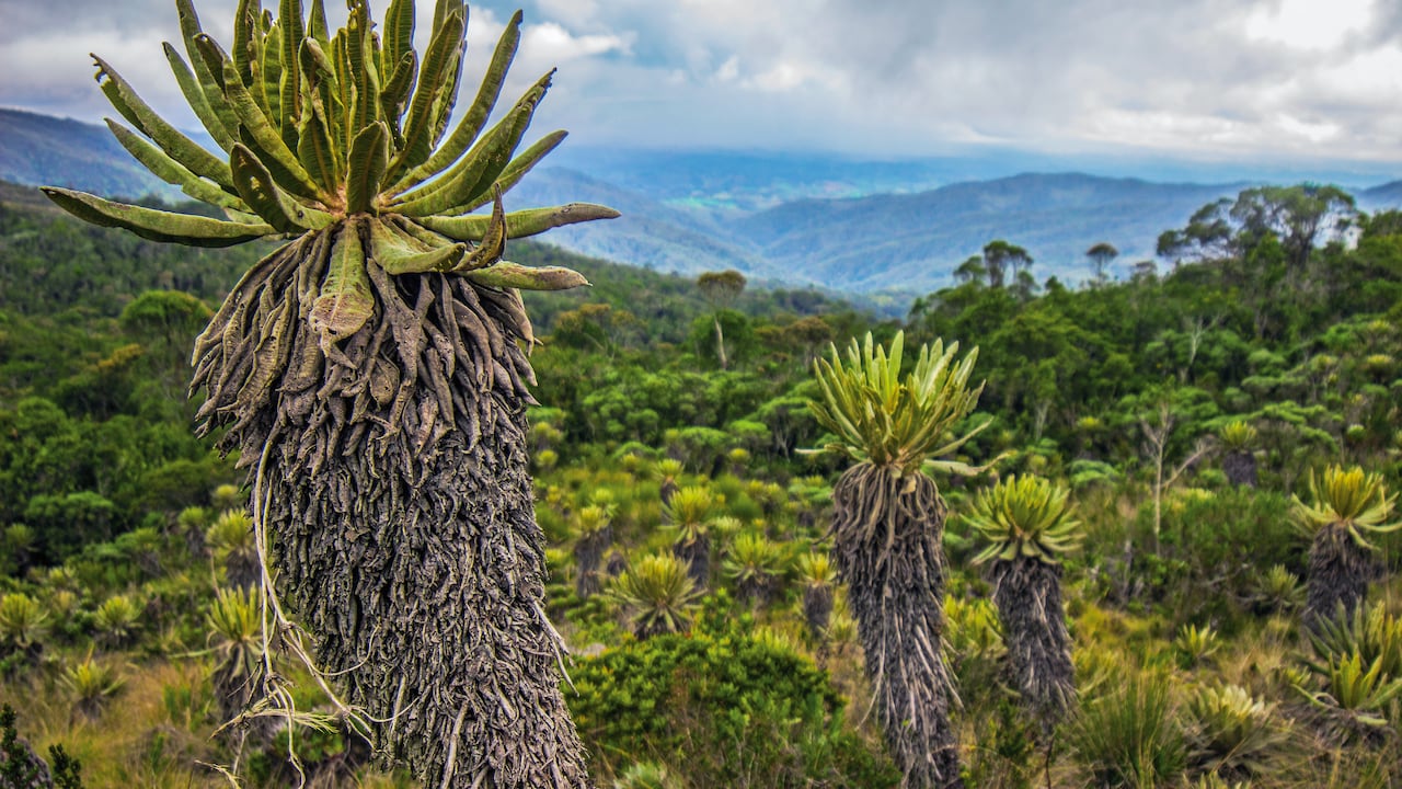 El futuro de Colombia depende de las inversiones verdes: ¿está listo el sector privado?