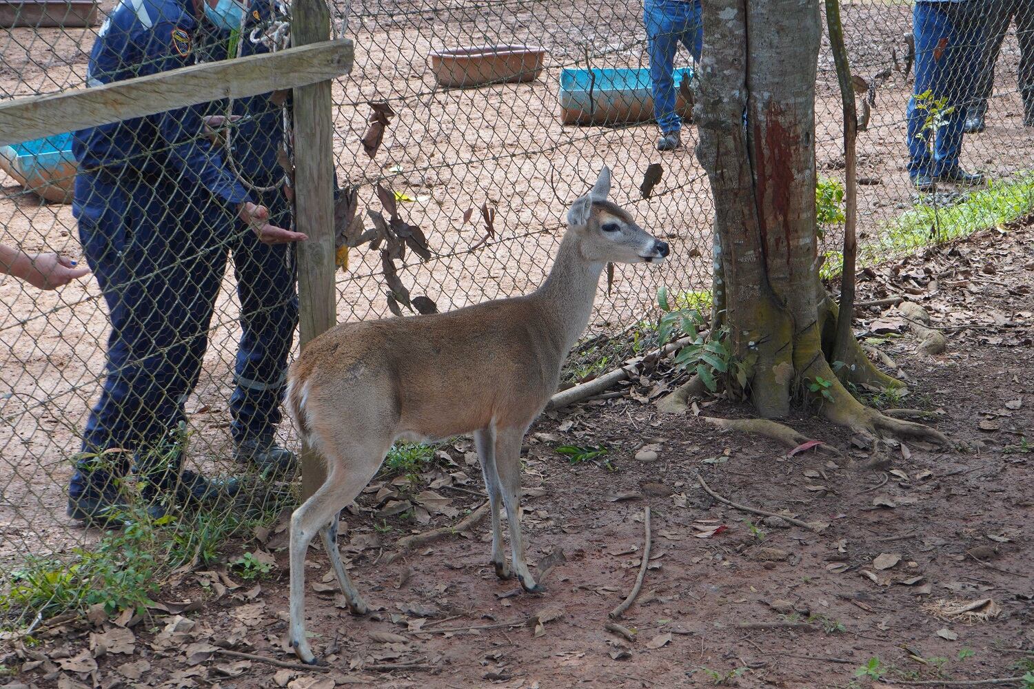Venado de cola blanca liberado en el Meta