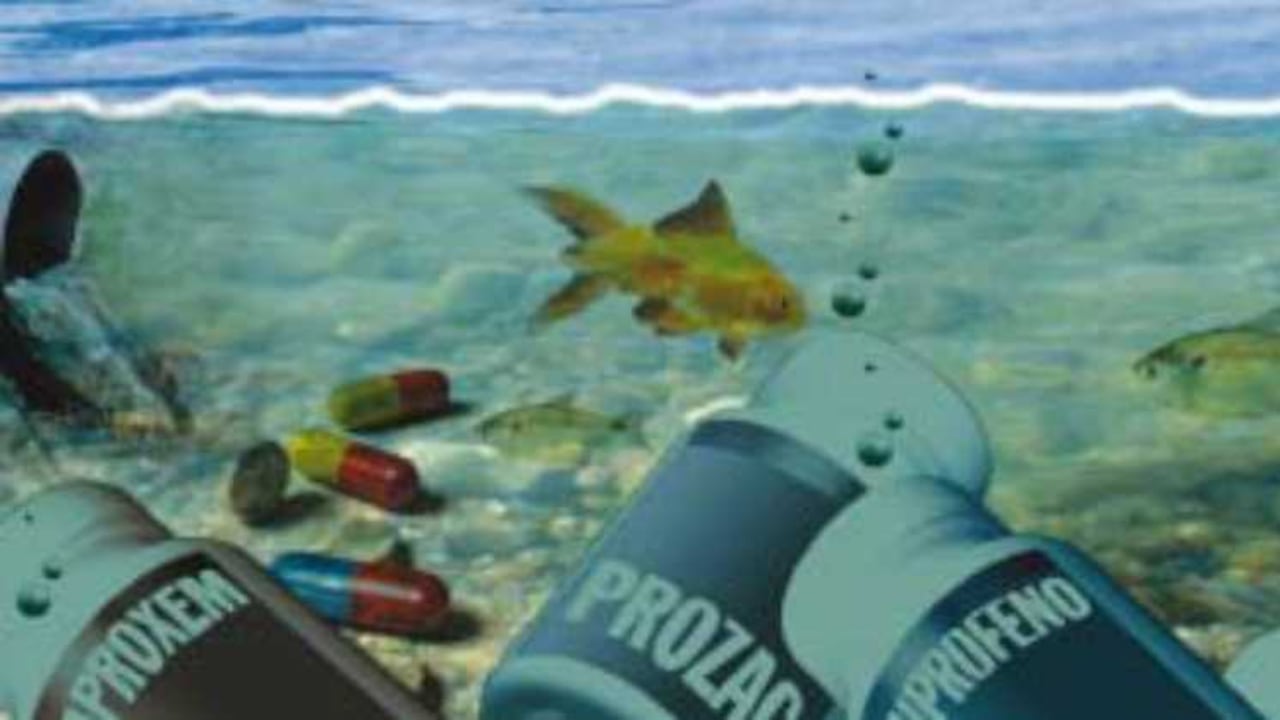 Un estudio encontró rastros de antidepresivos en peces machos de una especie de pescado que habita en ríos.